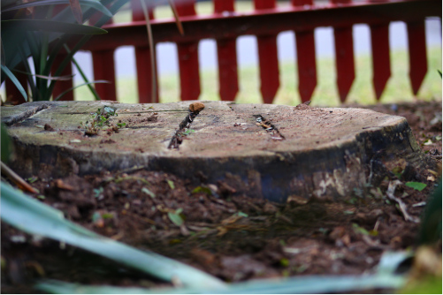 A close-up image of a tree stump almost completely cut down. Leaves and rocks surround the stump. A red fence is in the background.